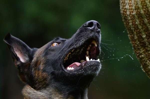 Zeigt eure Malinois!!!-Beitrag-Bild