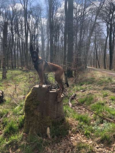 Alles rund um den Schäferhund, diskutieren erwünscht.-Beitrag-Bild