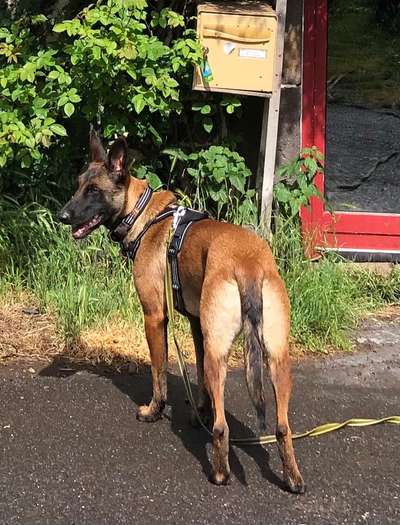 Malinois-Beitrag-Bild