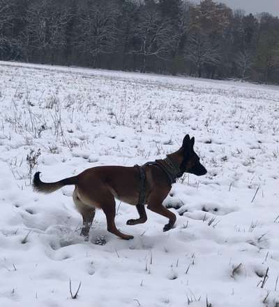 Wie heißt dein Hund?-Beitrag-Bild