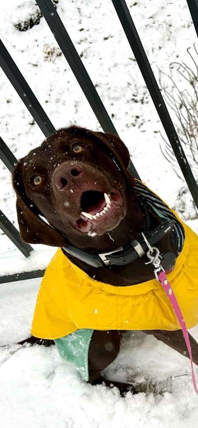 Welches Halsband trägt dein Hund und warum dieses?-Beitrag-Bild