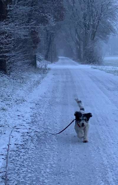 Gibts hier Mioritic Besitzer?-Beitrag-Bild