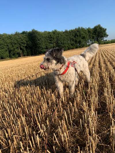 Herdenschutzhunde-Beitrag-Bild