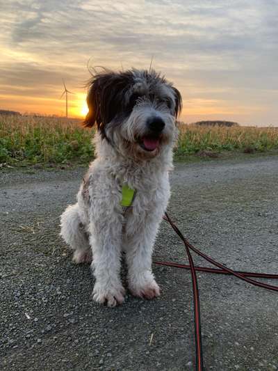 Gibts hier Mioritic Besitzer?-Beitrag-Bild