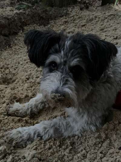 Gibts hier Mioritic Besitzer?-Beitrag-Bild