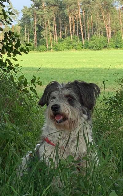 Gibts hier Mioritic Besitzer?-Beitrag-Bild