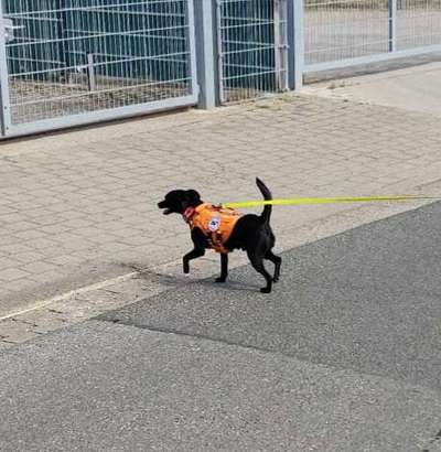 Auslandstierschutz-Beitrag-Bild