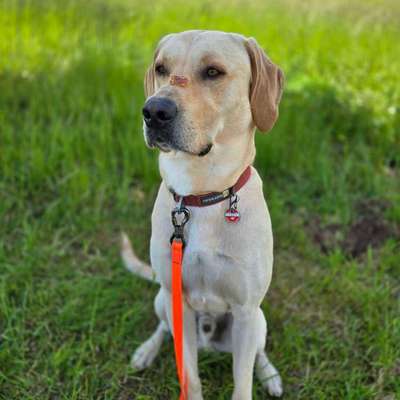 Hundetreffen-Spielkamerad & Gassi-Runden für Mephisto 🐾-Bild