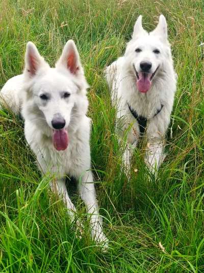 Weißer Schweizer Schäferhund-Beitrag-Bild