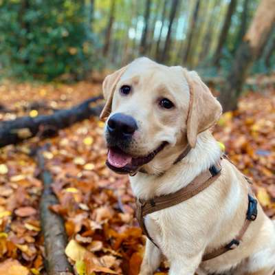 Hundetreffen-Spiel- oder Gassitreff-Bild