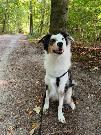 Hundetreffen-Neue Spielkameraden in Düsseldorf-Bild