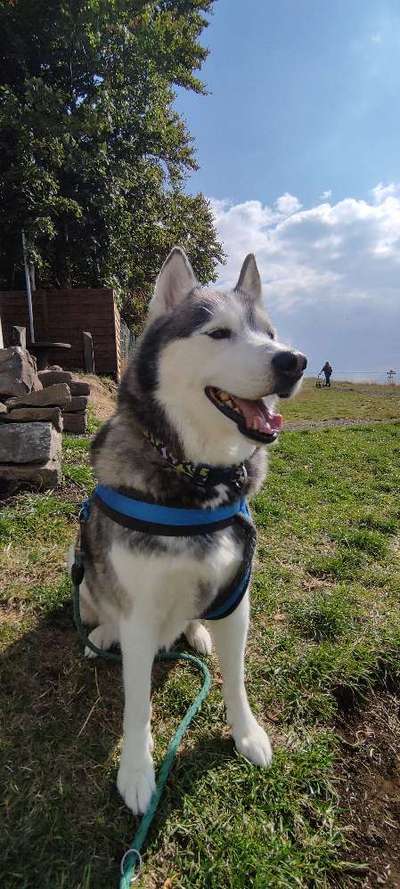 Hundetreffen-Gemeinsame Spaziergäng in Feld und Wald-Bild