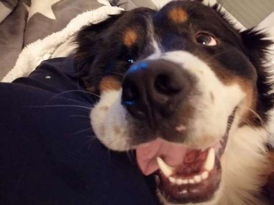 Lustigsten Grimassen von euren Hunden-Beitrag-Bild