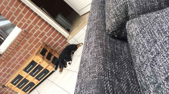 Welpen Bilder !-Beitrag-Bild