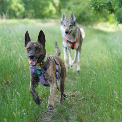 Hundetreffen-Nadel im Heuhaufen - Social Walk-Bild