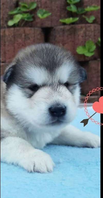 Welpen Bilder !-Beitrag-Bild