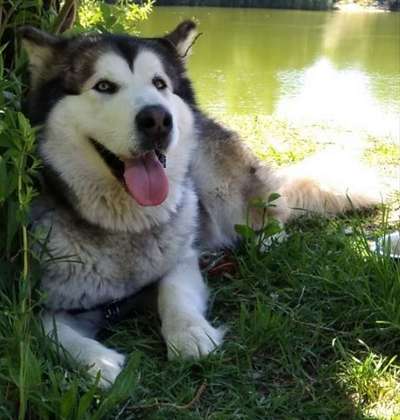 Die Dogorama Monats Challenge "Es grünt und blüht"-Beitrag-Bild