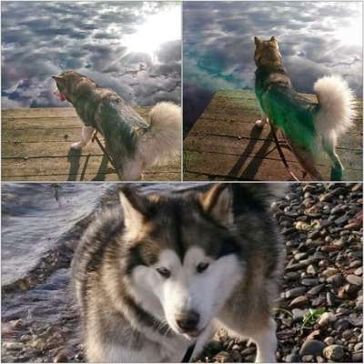 Hunde im Urlaub-Beitrag-Bild