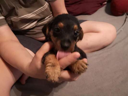 Welpen Bilder !-Beitrag-Bild