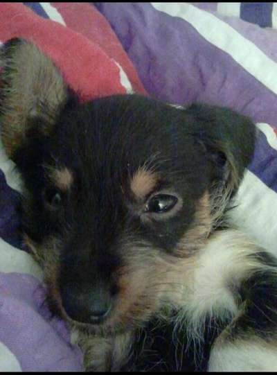 Welpen Bilder !-Beitrag-Bild