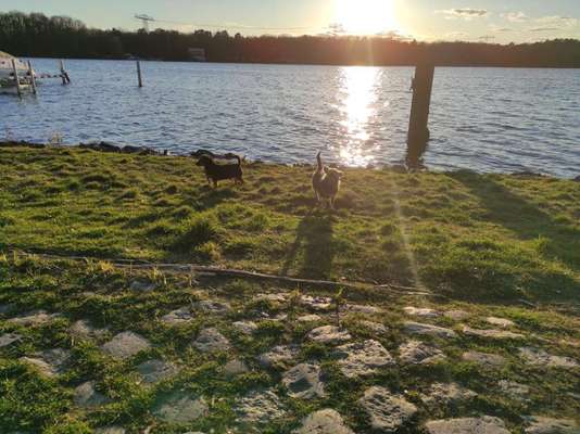 Dogorama-Monats-Challenge-Mai "Wasser"-Beitrag-Bild