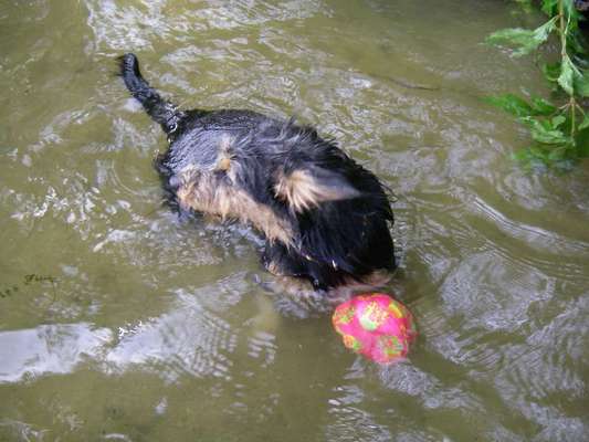 Dogorama-Monats-Challenge-Mai "Wasser"-Beitrag-Bild