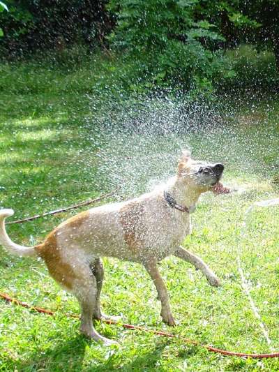 Dogorama-Monats-Challenge-Mai "Wasser"-Beitrag-Bild