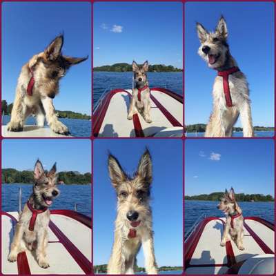 Die Dogorama Wochen Challenge-Beitrag-Bild