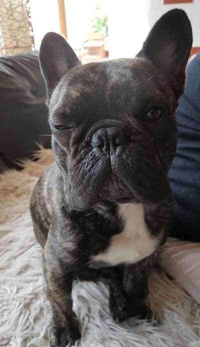 Dogorama Photo Challenge - Portrait-Beitrag-Bild