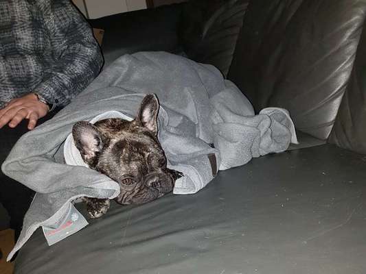 Französische Bulldoggen-Beitrag-Bild