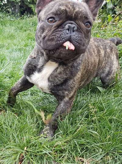 Fotosammlung: ,,Der natürliche Hund" Unbearbeitet, ungestellt und in Natura-Beitrag-Bild