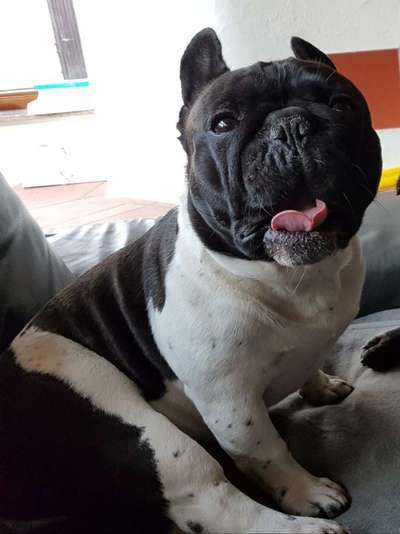 Lustigsten Grimassen von euren Hunden-Beitrag-Bild