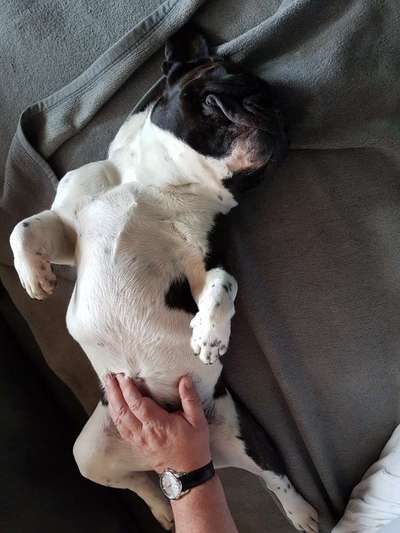 Hundebilder-Beitrag-Bild