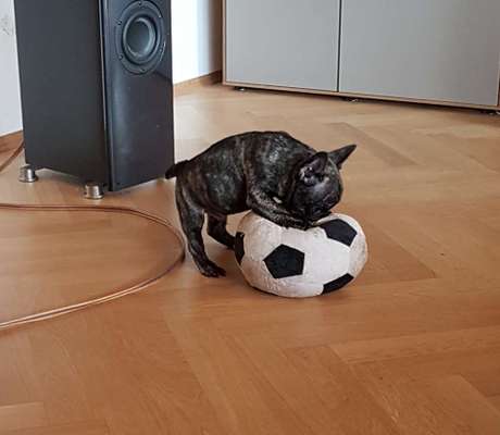 Welpen Bilder !-Beitrag-Bild