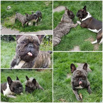 Französische Bulldoggen-Beitrag-Bild