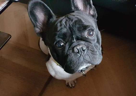 Französische Bulldoggen-Beitrag-Bild
