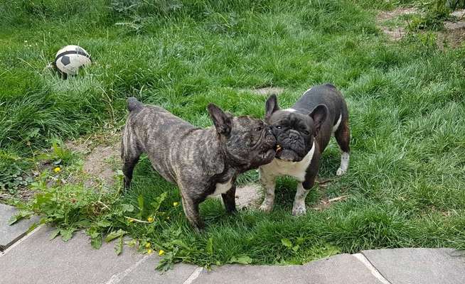 Französische Bulldoggen-Beitrag-Bild