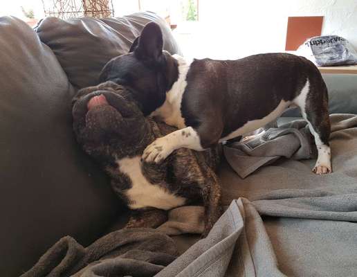 Französische Bulldoggen-Beitrag-Bild