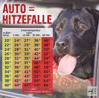 Hund im geschlossenen Auto-Beitrag-Bild