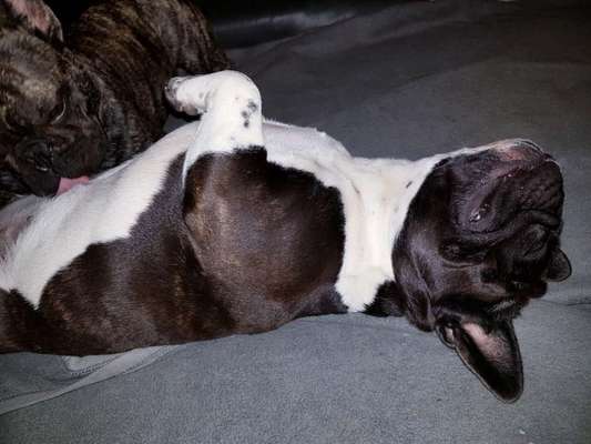 Französische Bulldoggen-Beitrag-Bild