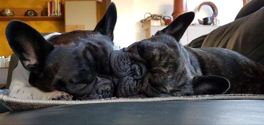 Französische Bulldoggen-Beitrag-Bild