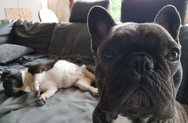 Französische Bulldoggen-Beitrag-Bild