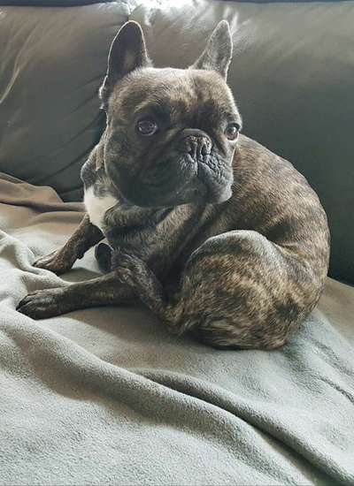 Hundebilder-Beitrag-Bild