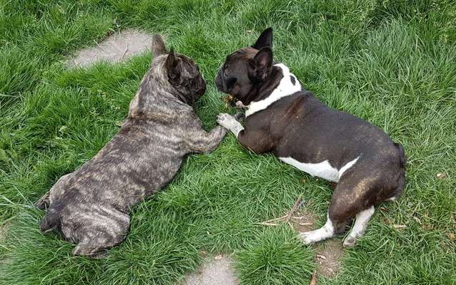 Mehrere Hunde zuhause !-Beitrag-Bild