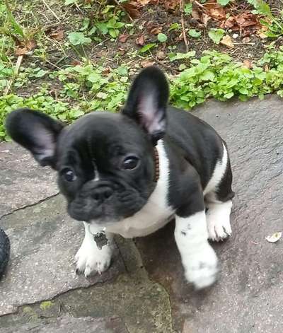 Welpen Bilder !-Beitrag-Bild