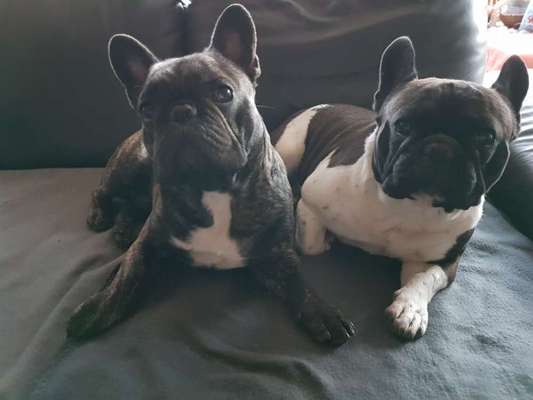 Reinrassige Hunde?-Beitrag-Bild