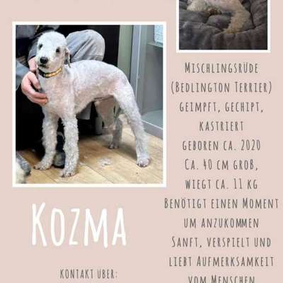 Tierschutzhunde suchen ein Zuhause-Beitrag-Bild
