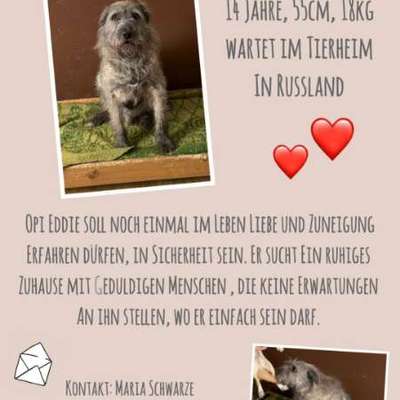 Tierschutzhunde suchen ein Zuhause-Beitrag-Bild