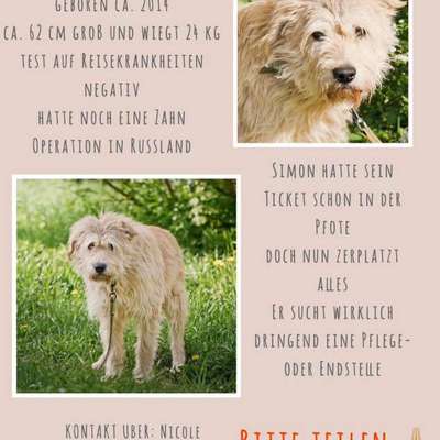 Tierschutzhunde suchen ein Zuhause-Beitrag-Bild