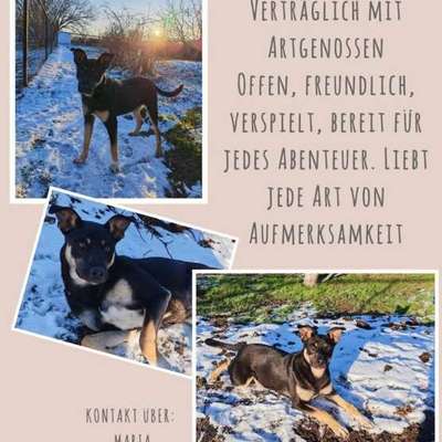 Tierschutzhunde suchen ein Zuhause-Beitrag-Bild